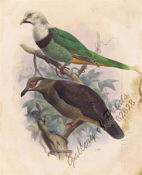 1 Leucotreron Gironieri Black Chinned Fruit Dove 2 Phapitreron