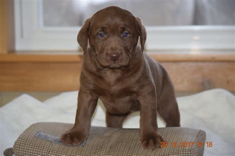 Akc Registered Chocolate Labrador Retriever Puppy For Sale Female Carr