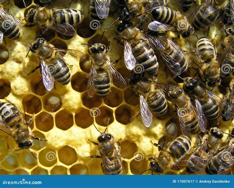 Vida E Reprodução Das Abelhas Imagem de Stock Imagem de biologia