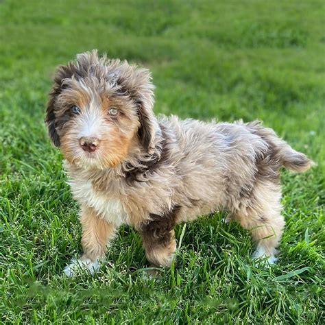 8 Things To Know Before You Become An Aussiedoodle Parent