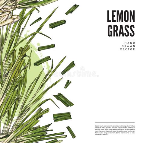 Lemongrass Hand Drawn Vector Design Label Logo Color Sketch Stems Of