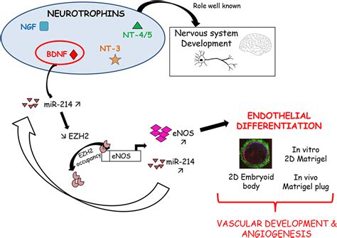 BDNF Brain Derived Neurotrophic Factor Promotes Embryonic Stem Cells