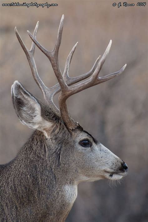 Colorado Mule Deer” Mule Deer Deer Photography Mule Deer Buck