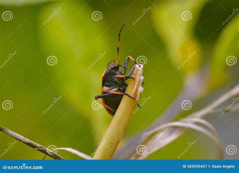 Animalia Insecta Hemiptera Familia Largidae Percevejo Largus Humilis ...