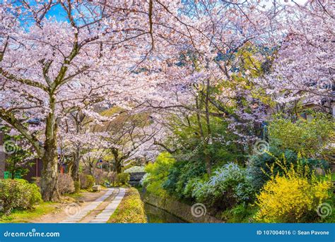 Kyoto Japan In Spring Stock Photo Image Of Outdoors 107004016