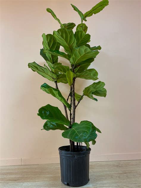 Ficus Lyrata Bush - The Mellow SF