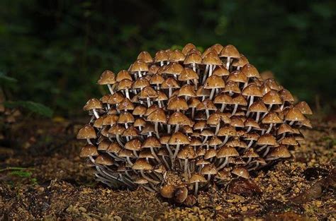 Growing Shiitake Mushrooms Outdoors - Mushroom Farm Near Me