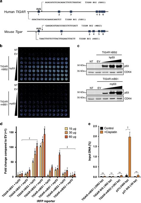 Comparison Of Human And Mouse P Binding Sites On The Tigar Promoter