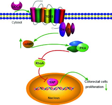 A Schematic Diagram Of How UDCA Regulates YAP In HCT116 And SW480