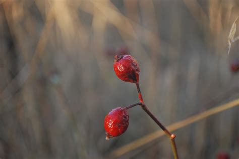 Fotos Gratis Naturaleza Rama Flor Fotograf A Fruta Baya Hoja