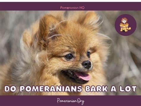 Do Pomeranians Bark A Lot? Pomeranian Barking Issues