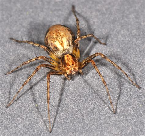 lynx spiders (Family Oxyopidae) | spidersrule