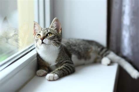 American Shorthair Ou Gato De Pelo Curto Americano Guia Completo