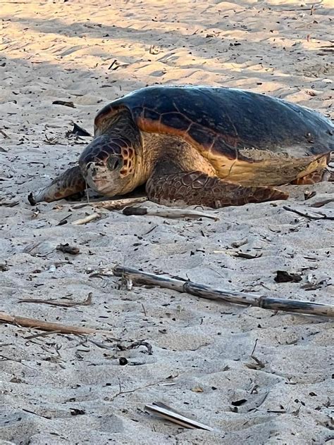 Piombino La Tartaruga Caretta Caretta Sceglie La Spiaggia Del Pino Per