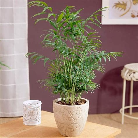 Palmier Chamaedorea Elegans Plante d Intérieur Lumineuse pour Bureau