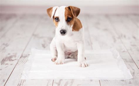 How Long Does It Take To Potty Train A Puppy? - Dr. Marty Pets