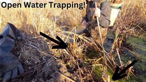 How To Open Water Muskrat Trapping Multiple Days Catches Youtube