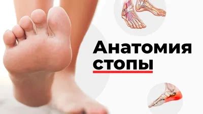 Анатомия ноги человека (46 картинок)