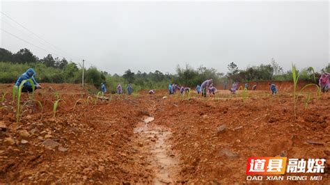 道县审章塘瑶族乡：抛荒地种上红高粱道县新闻网