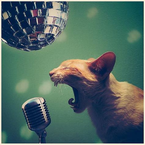 Disco Cat | Cats, Crazy cats, Animals