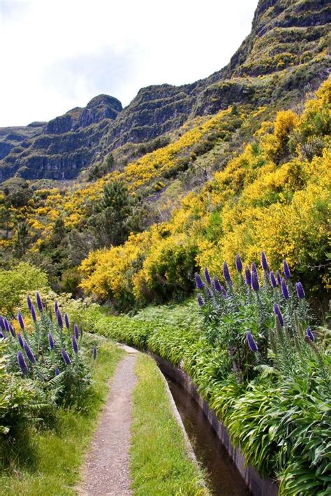 Scotch Broom Plants Of Ring Mountain NaturaLista Mexico