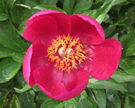 Paeonia Officinalis L Paeoniaceae Medicinal Monceau Flickr