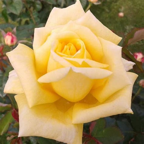 Marco Polo rose - Production of rose plant varieties - Nannini Pistoia