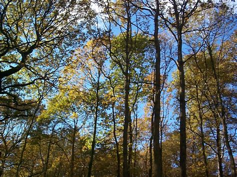 Woodland Plants Identification at Battlehill, Huntly on 27 July 2016 ...