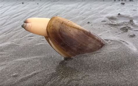 Pacific Razor Clam One Step Closer From Becoming State Clam Kxro News