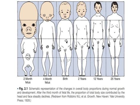 Growth And Development Orthodontic Ppt