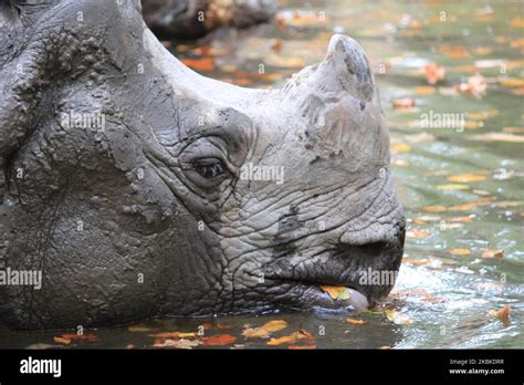 Pointed Mouth Rhinoceros Hi Res Stock Photography And Images Alamy