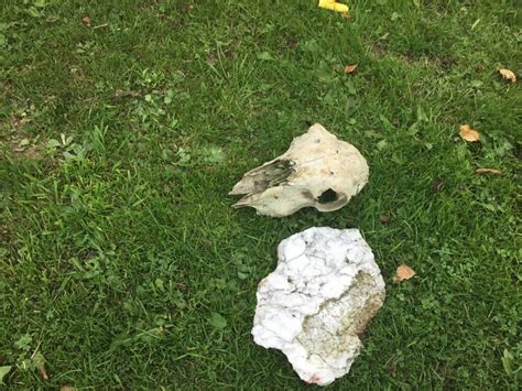 Stone Age – Bone age! | Holy Trinity CE Primary Academy and Nursery