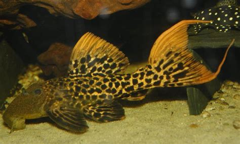 L273 Titanic Pleco Pseudacanthicus Sp Predatory Fins