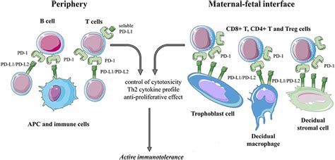 Frontiers Immune Checkpoint Molecules In Reproductive Immunology