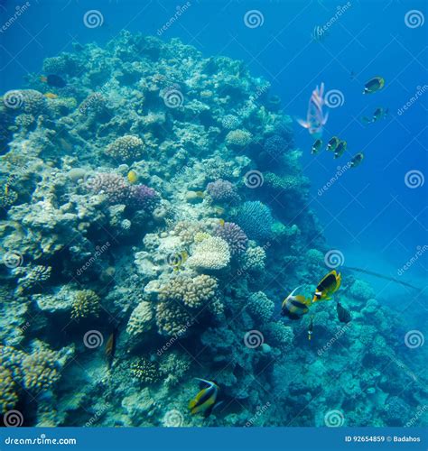 Coral Reef With Fish Of The Red Sea Stock Image Image Of Lagoon