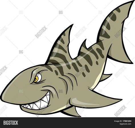 Shark Vector Vector & Photo (Free Trial) | Bigstock