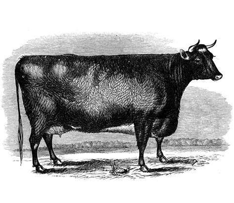 Belted Galloway Cattle The Livestock Conservancy
