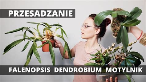 Motylnik Dendrobium Falenopsis Przesadzanie Storczyk W Krok Po Kroku