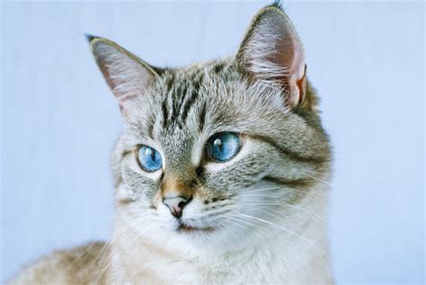 Tabby Cat With Blue Eyes Stock Image Image Of Feline 120197545