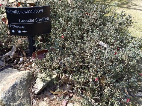 Lavender Grevillea Grevillea Lavandulacea Royal Botanical Gardens