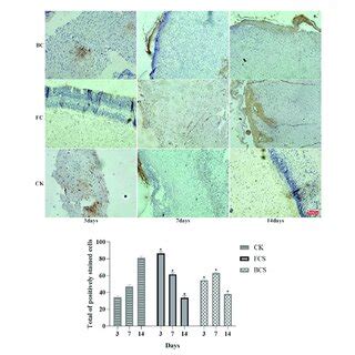 Immunohistochemical Analysis Of Fgf Expression In Wounded Tissues