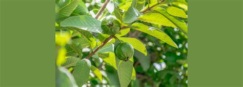 Fact-check: Guava leaves cannot cure tumours - First Check