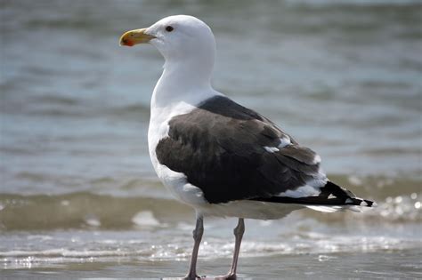 Ocracoke Island Journal: Great Black-backed Gull