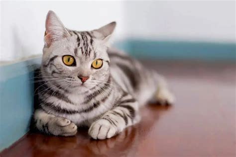 Striped Cat Breeds That You Ll Instantly Fall For