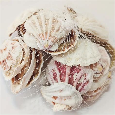 1pc Assorted Natural Seashells 353oz Mini Ocean Themed Conch Scallops