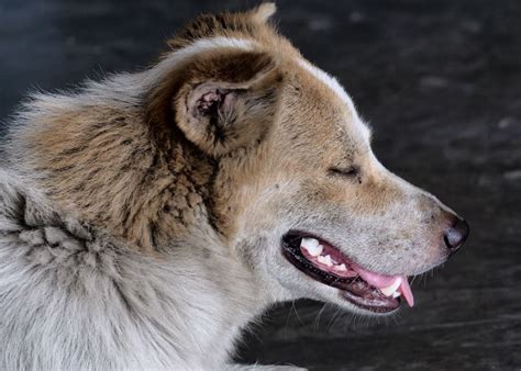 Help My Dog Has A Brittle Coat Dog Discoveries