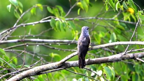 Mengenal Sirit Uncuing Burung Mungil Yang Kerap Disebut Bawa Berita