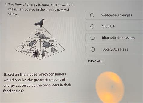 Desert Biome Energy Pyramid