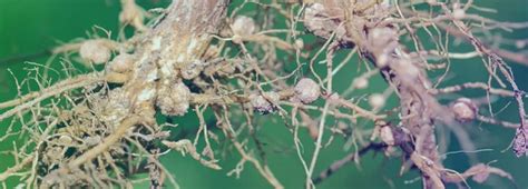 Tutorial De Coleta An Lise De Nematoides Labominas