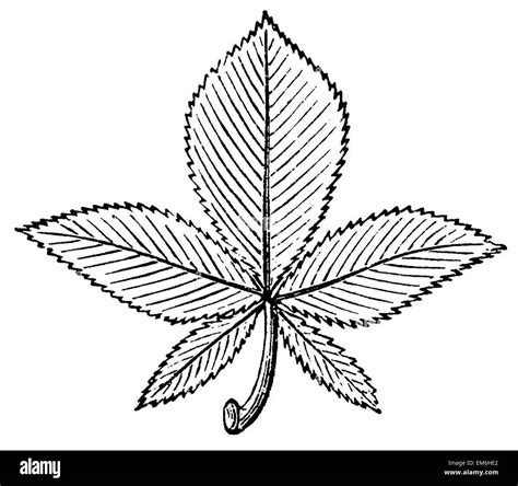 Buckeye leaf Black and White Stock Photos & Images - Alamy